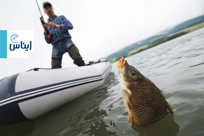 مقایسه ماهی سیبس و کپور