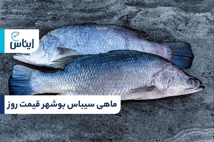 ماهی سیبس بوشهر قیمت بازار