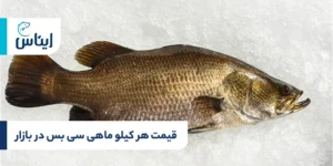 قیمت هر کیلو ماهی سی بس