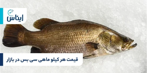 قیمت هر کیلو ماهی سی بس