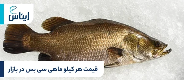 قیمت هر کیلو ماهی سی بس