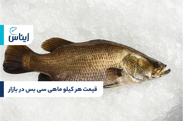 قیمت هر کیلو ماهی سی بس