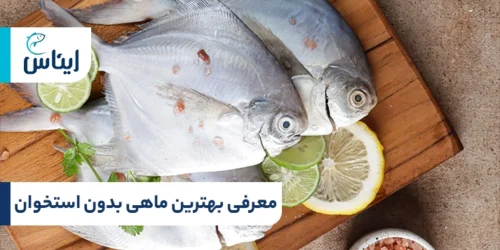 معرفی بهترین ماهی بدون استخوان