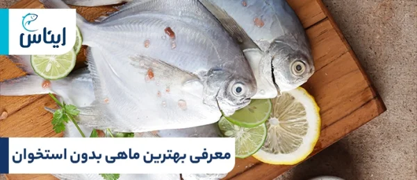 معرفی بهترین ماهی بدون استخوان